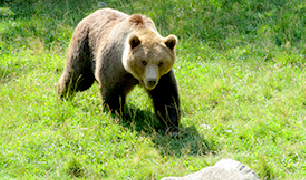 Observación de fauna salvaje