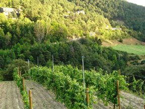 Bodega CASA AUVINYÀ Bodega CASA AUVINYÀ
