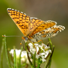 Museo de las Mariposas de Cataluña