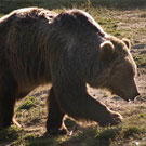 Parque de animales de Les Angles