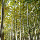 Parque de la Devesa de Gerona