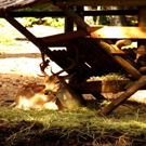 Parque Faunístico de los Pirineos Lacuniacha