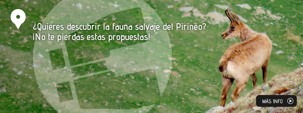 ¿Quieres descubrir la fauna salvaje del Pirineo? ¡No te pierdas estas propuestas!