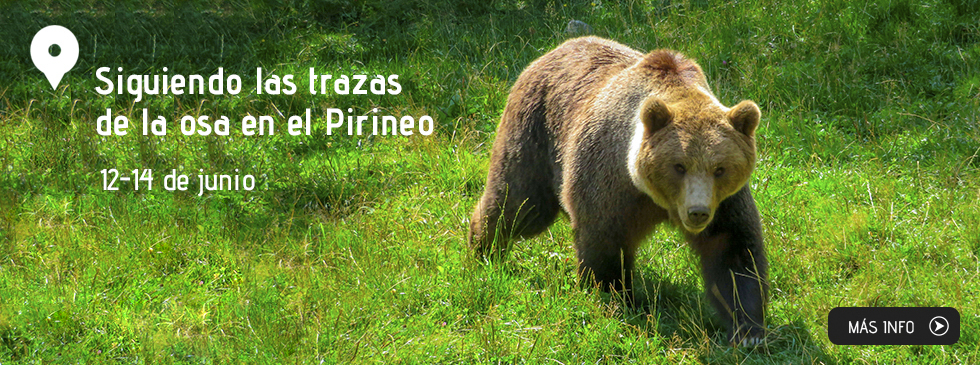 Siguiendo las trazas de la osa en el Pirineo: ecología i convivencia