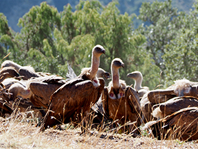 "Haz de guarda por un dÃa" en la Montaña de Alinyà ! "Haz de guarda por un día" en la Montaña de Alinyà!