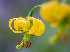 Fotografía de fauna y flora en la alta montaña