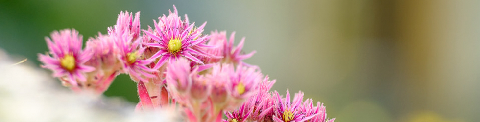 Fotografía de fauna y flora en la alta montaña