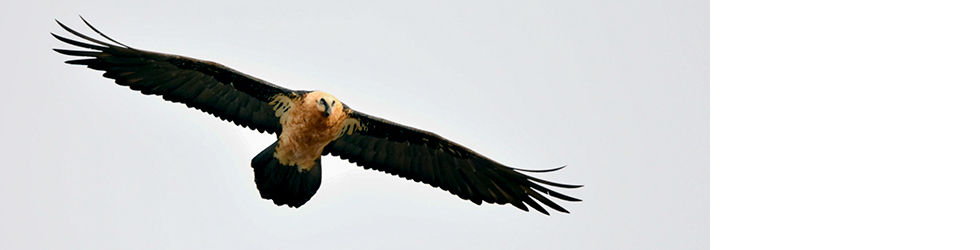 Iniciación a la observación de fauna salvaje