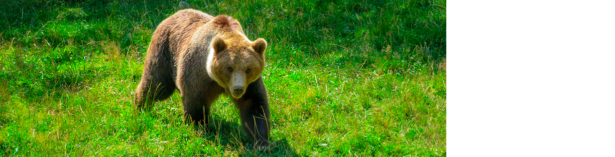 Siguiendo las trazas de la osa en el Pirineo: ecología i convivencia
