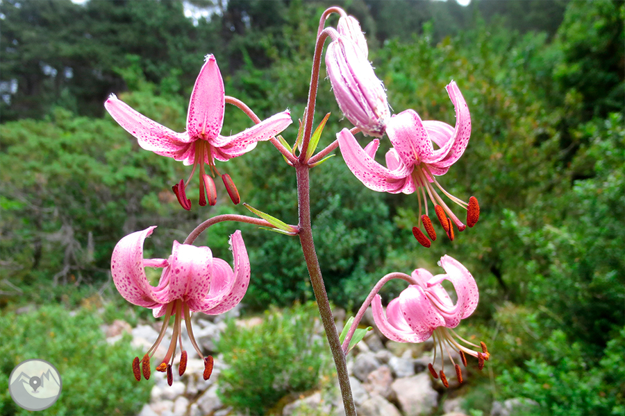 Sant Jordi 5