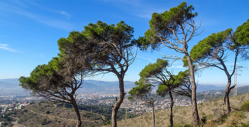 Collserola