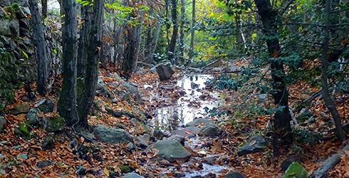 Las Salinas y la Albera