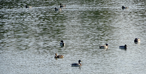 Parque Natural de las Marismas del Ampurdán