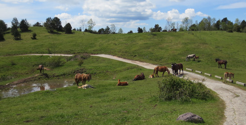 Valle de Camprodón