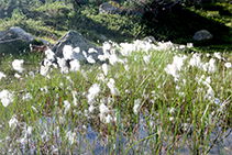 La algodonera de montaña (<i>Eriophorum angustifolia</i>) crece de manera abundante en zonas húmedas.