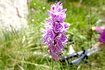 Orquídea manchada (<i>Dactylorhiza maculata</i>).