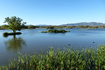 <i>Llauna</i> con islotes, pollas de agua y el macizo del Canigó al fondo.