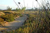 Camino entre el junco marino y vegetación dunar.