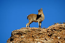 Ejemplar de cabra salvaje en Montserrat.