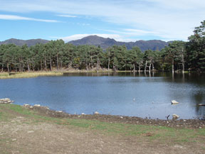 Bassa d´Oles y bosque de Varicauba