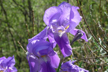 Lirio (<i>Iris xiphioides</i>).