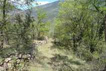 Cruzamos un bosque de encinas.