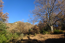 Bonito bosque de robles en la cresta de la Maçana, subiendo al Oratorio.