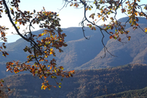 Las brancas del roble parecen acariciar las montañas.