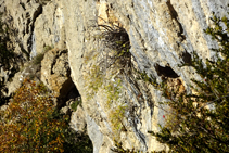 Detalle de pared de roca calcárea cerca de Bocabartella.