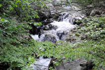 La sombría riera de Beget abrazada por los árboles de ribera.