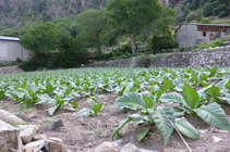 Campos de tabaco saliendo de Santa Coloma.