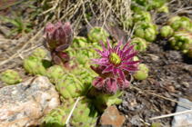 Balsamina, típico de zonas rocosas soleadas.