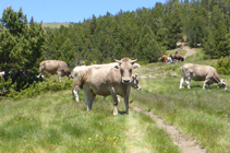 Vacas pastando en el collado de Montaner.