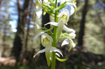 Orquídea típica de los pinares de pino rojo.