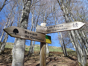 Bosque de Gamueta desde el refugio de Linza