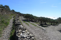 Avanzamos por el lado de una viña de olivos.