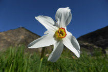 Tragapanes, la flor nacional del Principado.