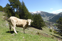 Rebaño de vacas pastando.