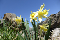 Narcisos en el valle de Incles.