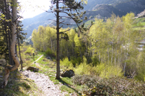 Bosques de abedules.