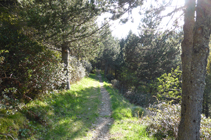 Bosque de pino negro y rododendro en el camino del Obac.
