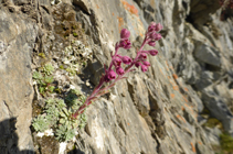 La saxífraga mediana, típica de las rocas calcáreas del Pirineo.