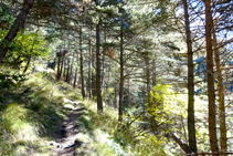 El pino silvestre es la especie dominante del bosque por donde subimos.