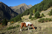 Los pastos han sido, y aún son, uno de los recursos naturales más aprovechados.