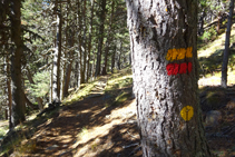 Vamos siguiendo la señalización caminando por un denso bosque de pinos negros.