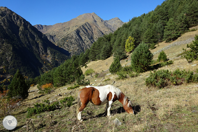 Camino de Percanela - Les Fonts - Pla del Estany 1 