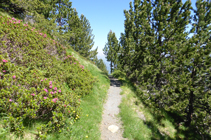 Bosque de pino negro y rododendro en la vertiente umbría.