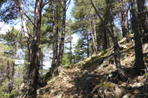 Bosque de pino rojo en el camino del Avier.