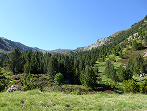 Camino de Prat Primer y bosque de la Caülla