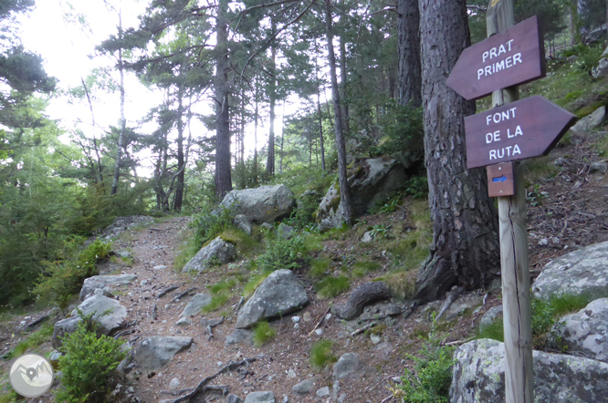 Camino de Prat Primer y bosque de la Caülla 1 